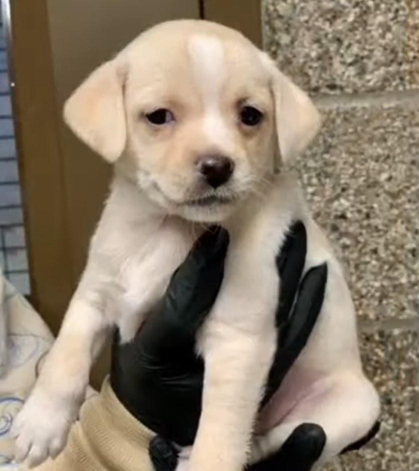 tiny white puppy
