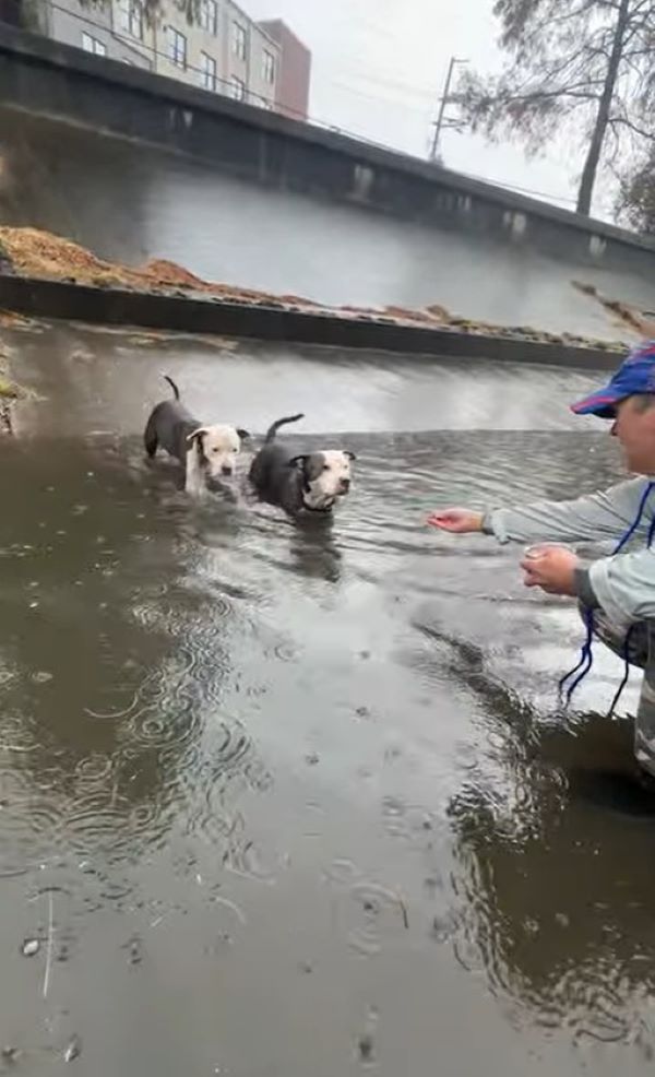 trapped pit bulls