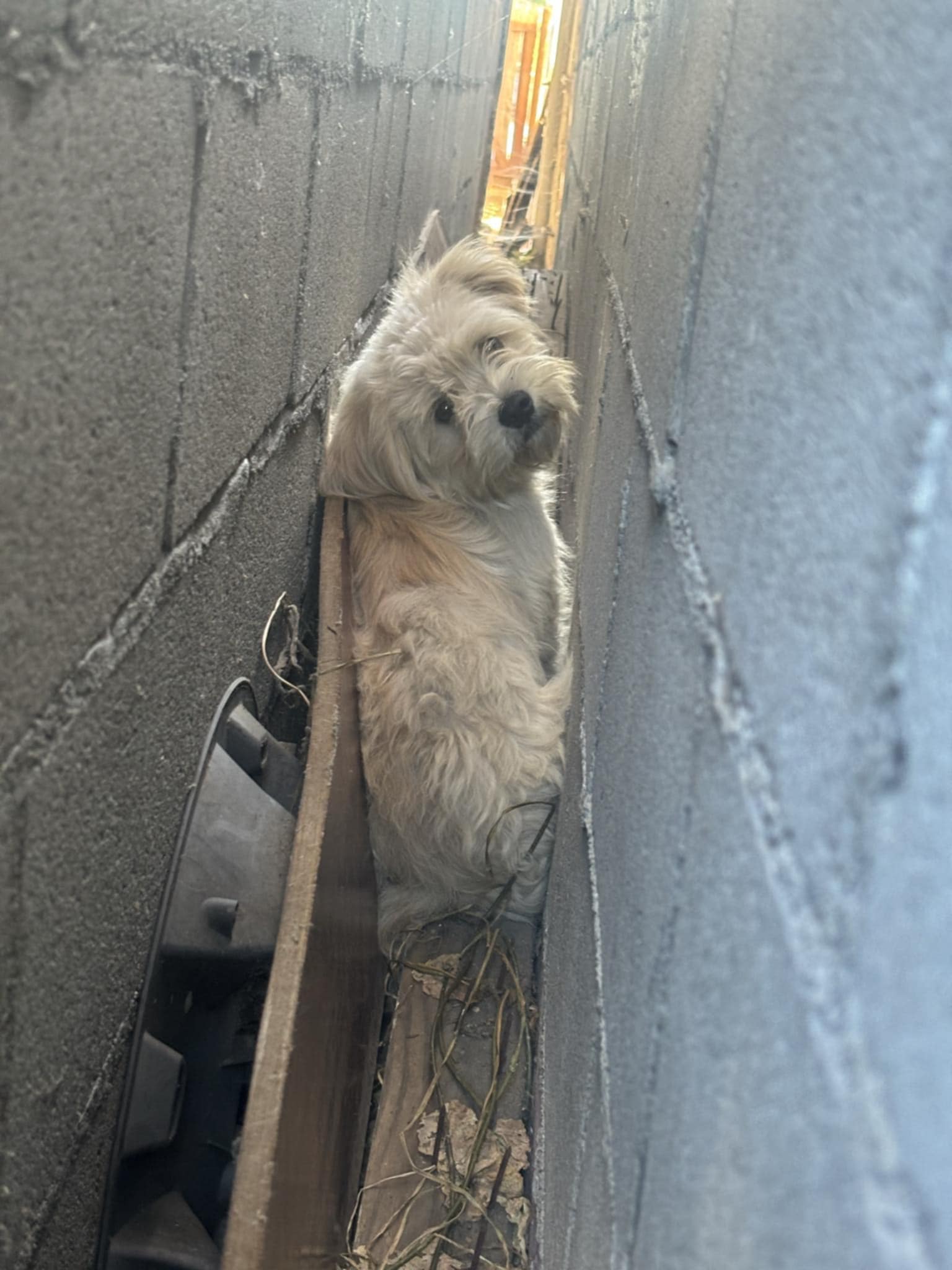 trapped white dog