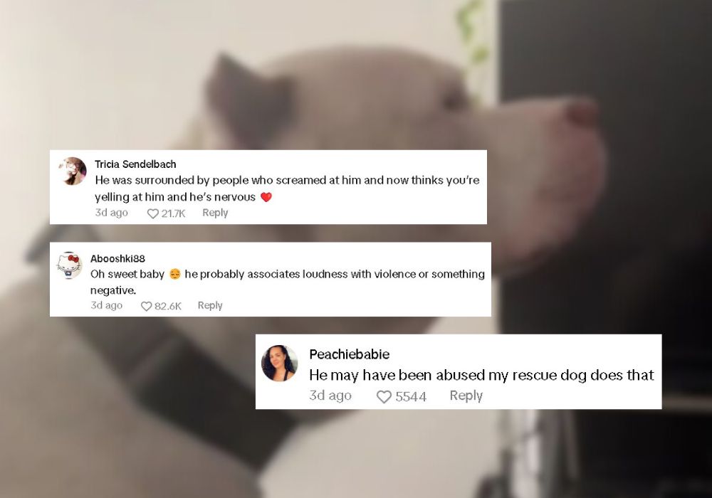 traumatized dog tiktok reaction
