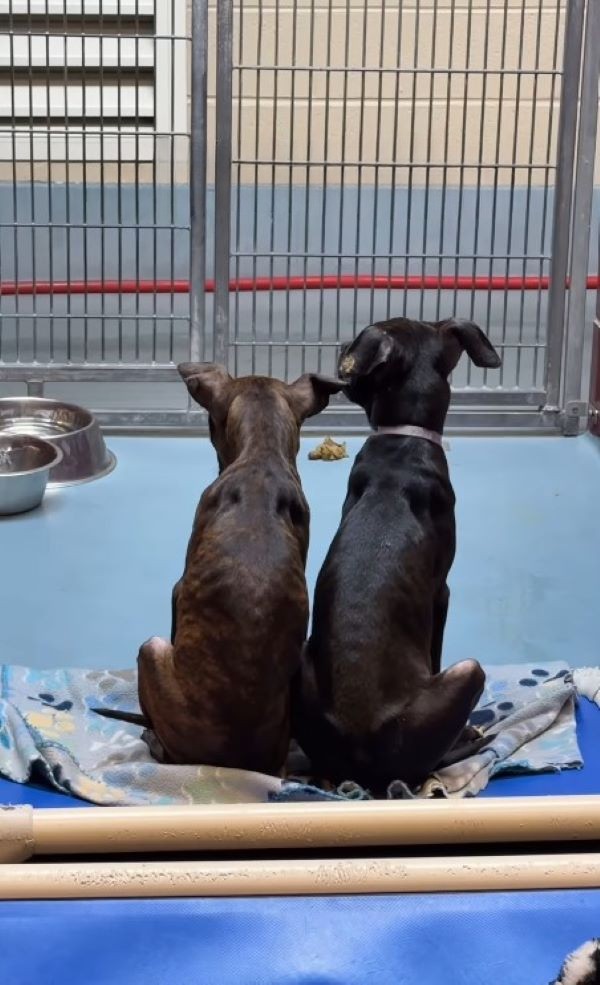 twin brothers facing the door