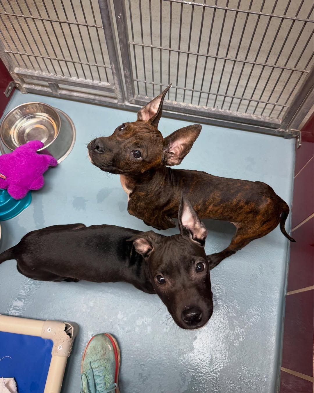 twin brothers in crate