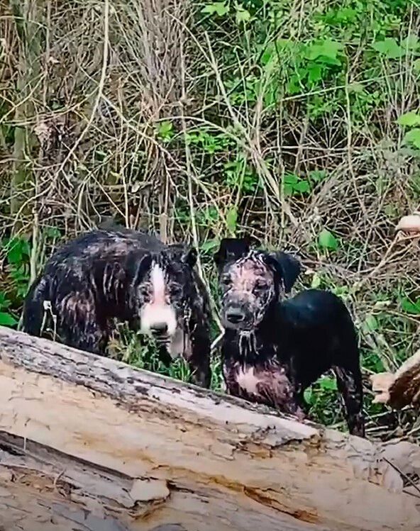 two abandoned dogs