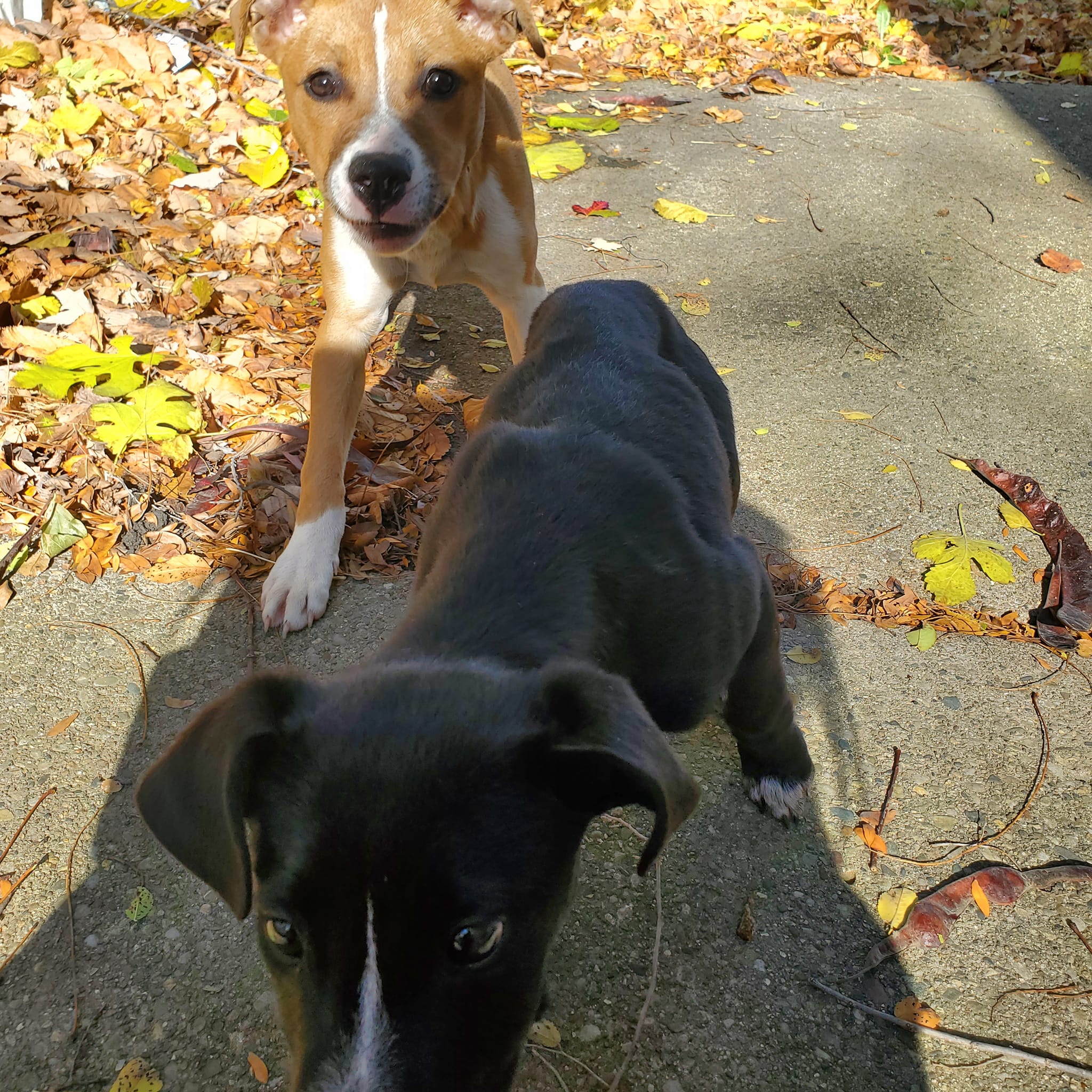 two abandoned dogs
