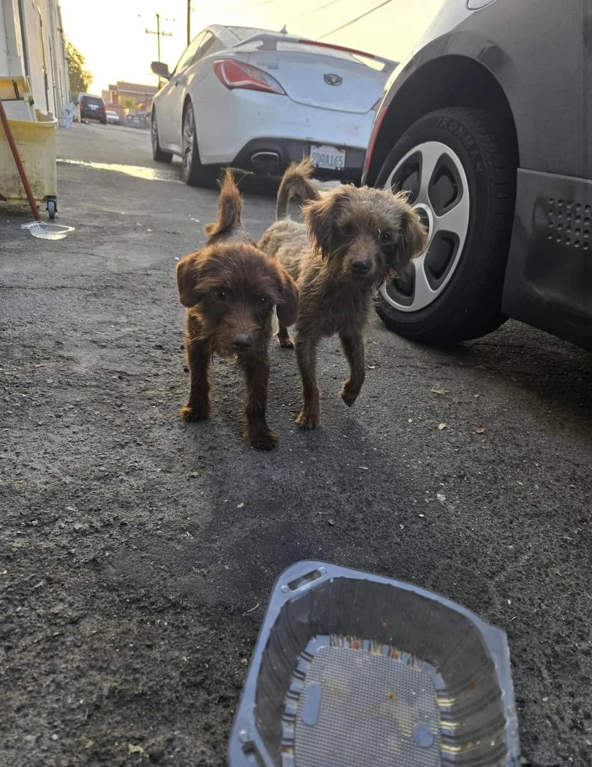 two abandoned puppies