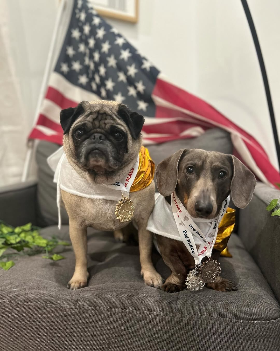 two adorable dogs