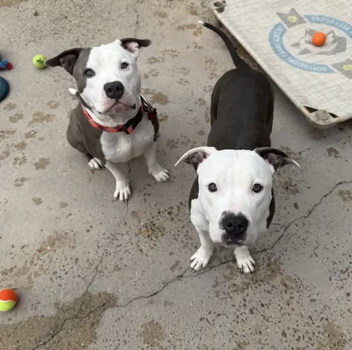 two adorable pit bulls