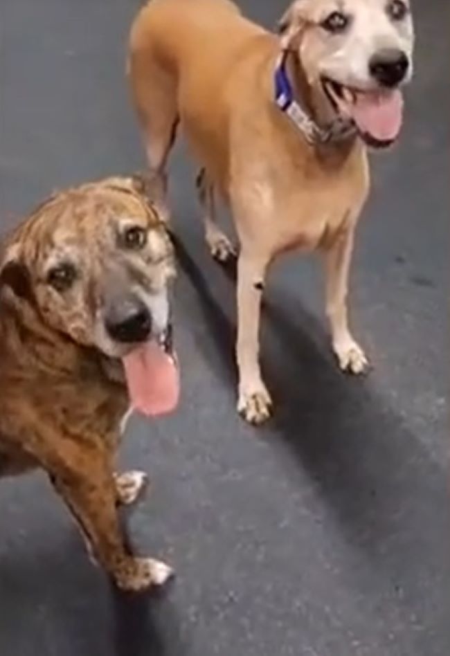 two beautiful dogs