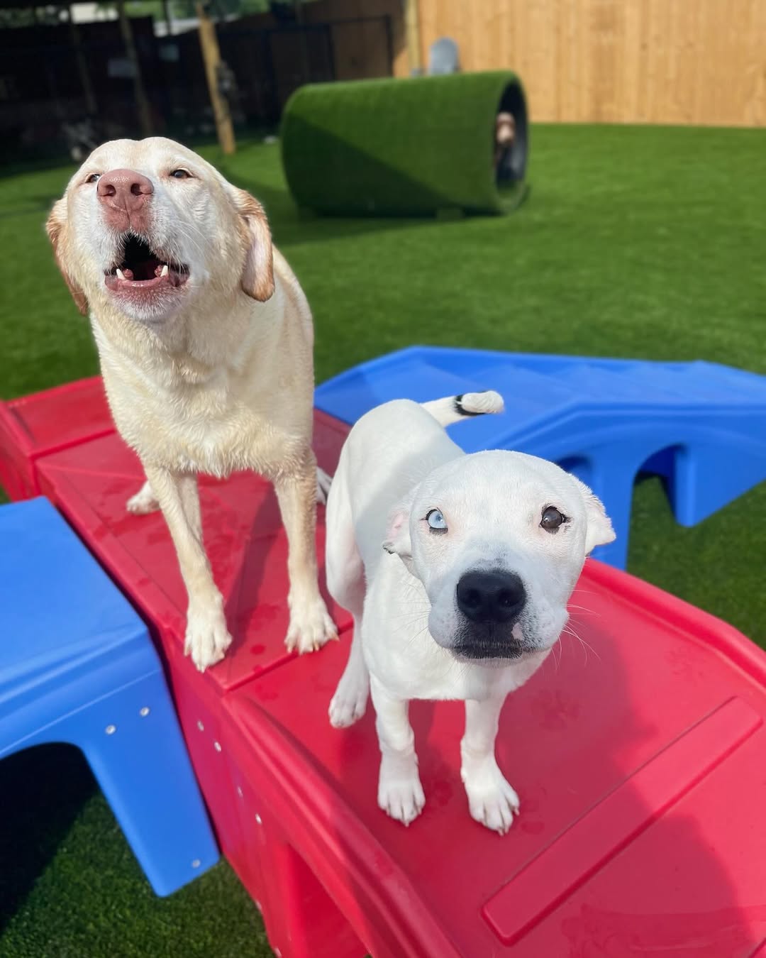two beautiful dogs