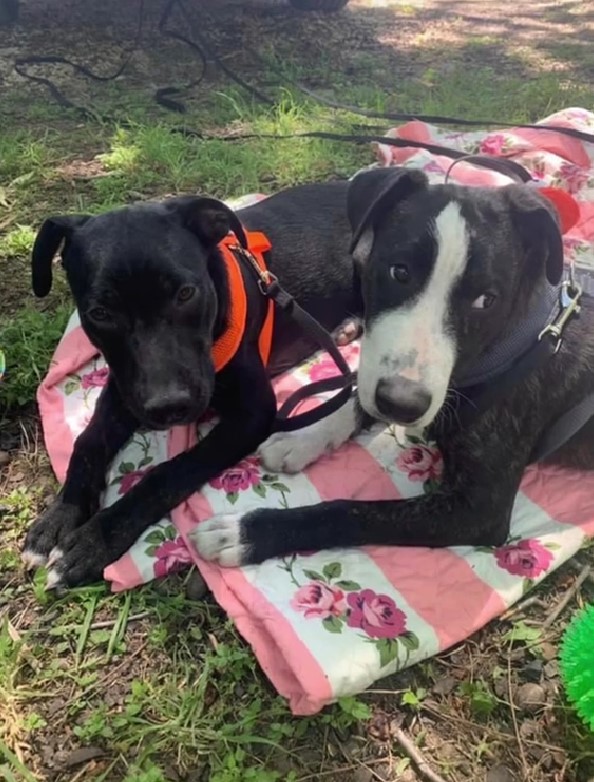 two black and white dogs on pink blanket