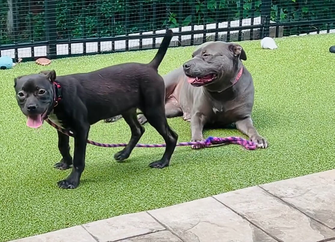 two black dogs