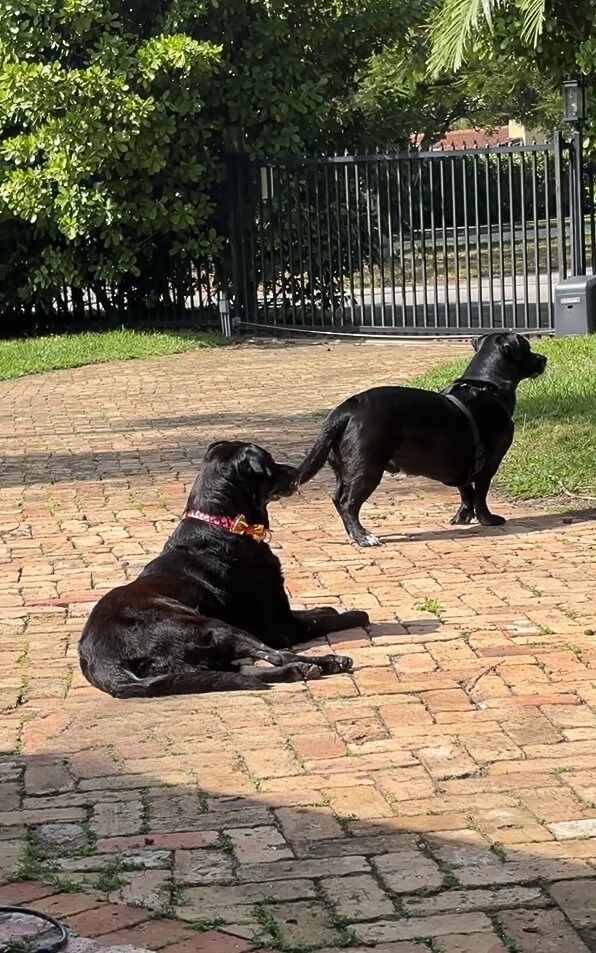two black dogs in garden