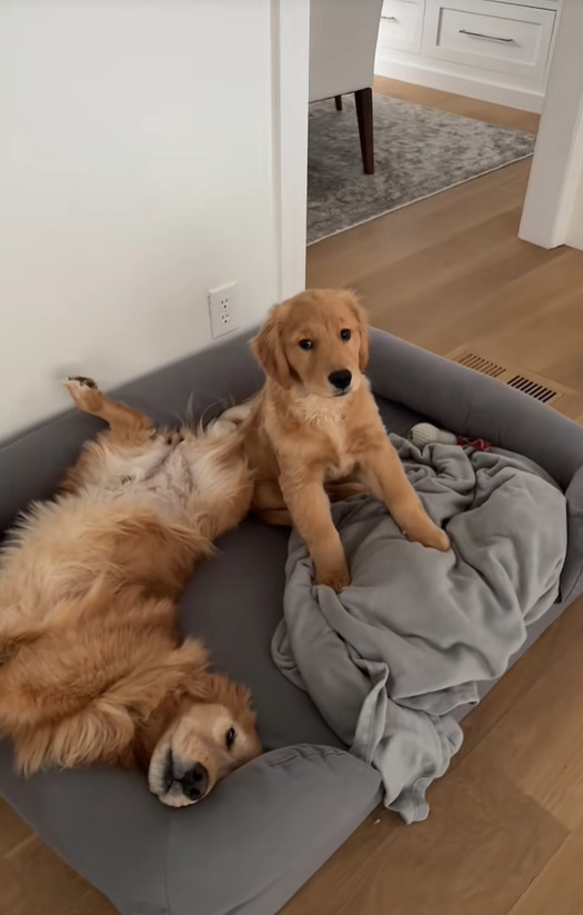 two brown dogs