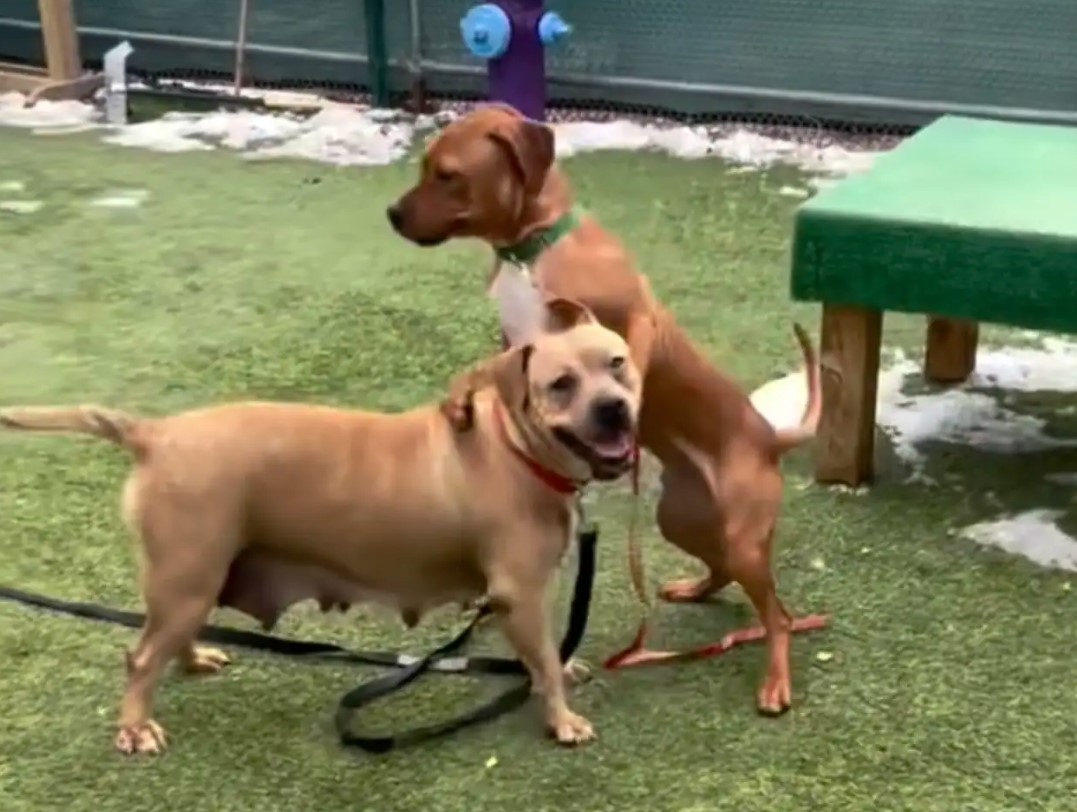 two brown dogs
