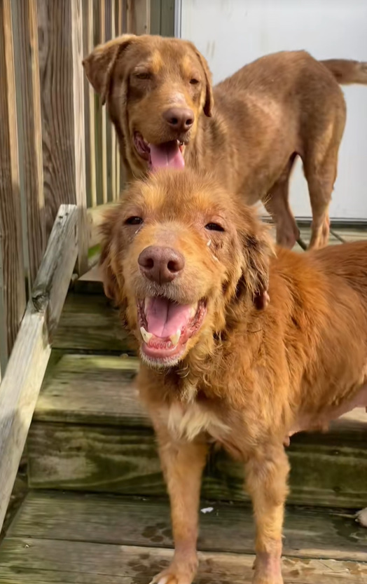 two brown dogs