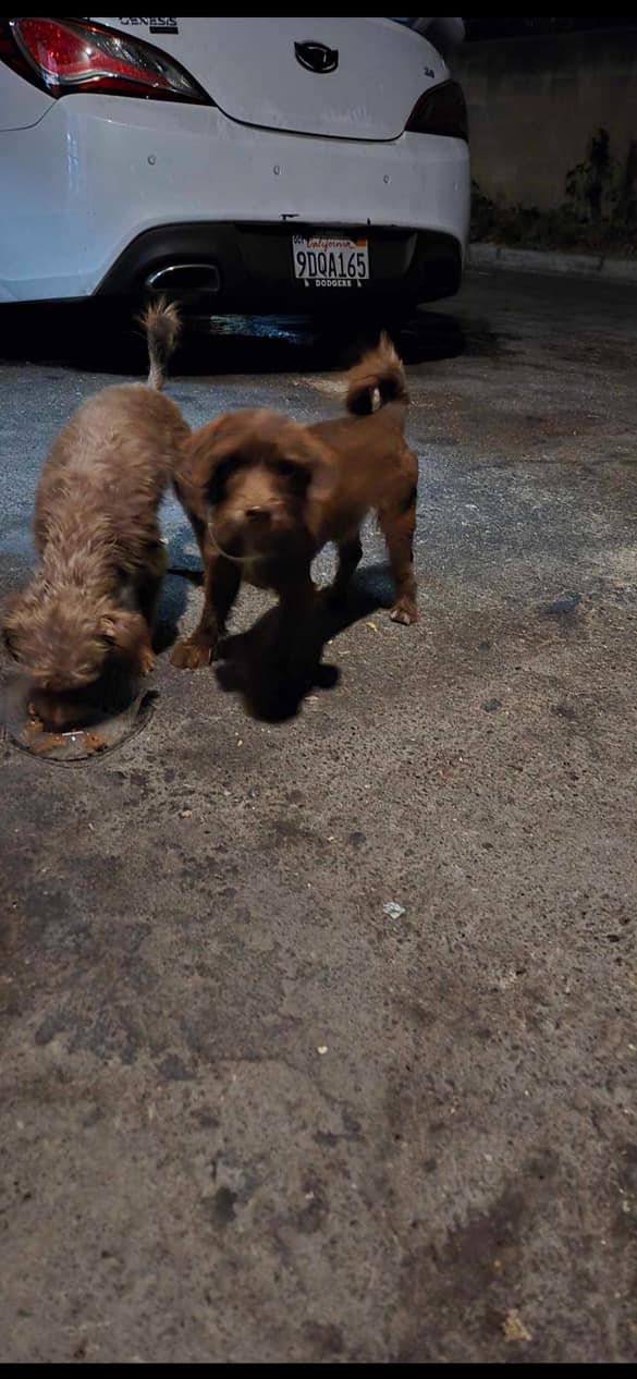 two brown puppies