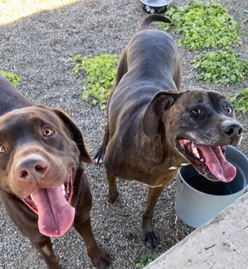 two cute dogs