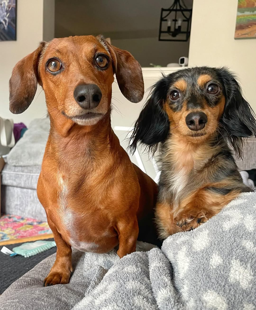 two cute dogs