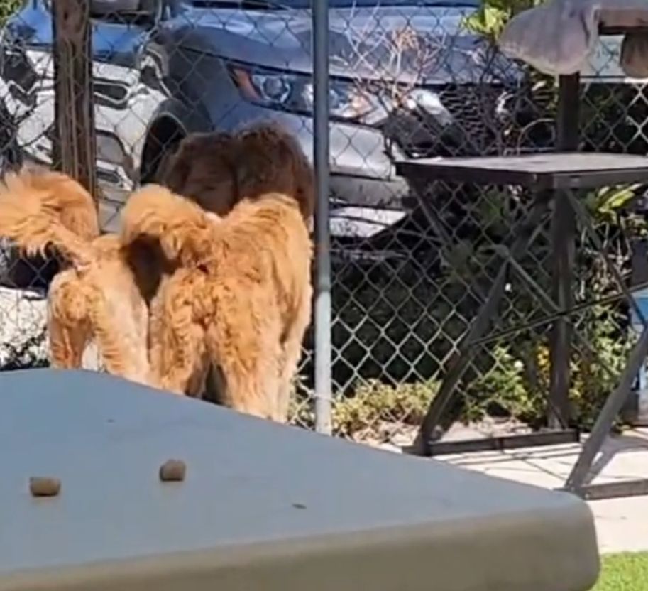 two cute dogs
