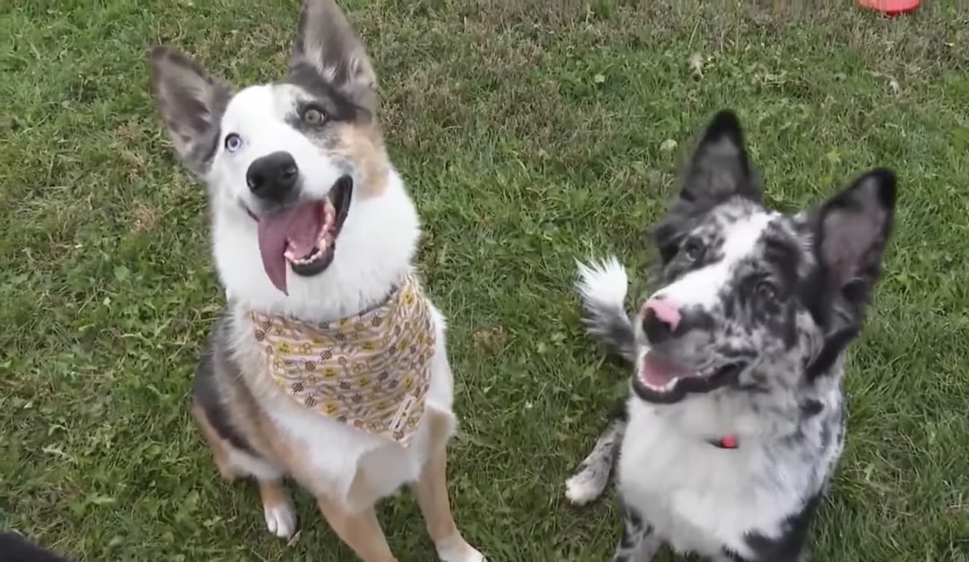 two cute dogs