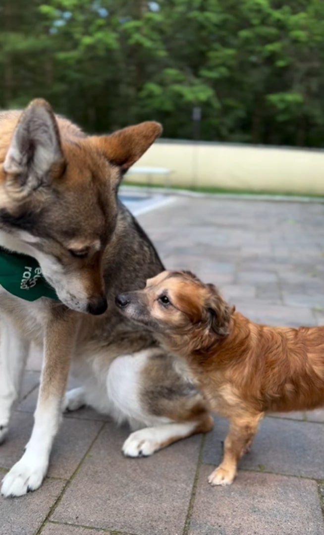 two cute dogs