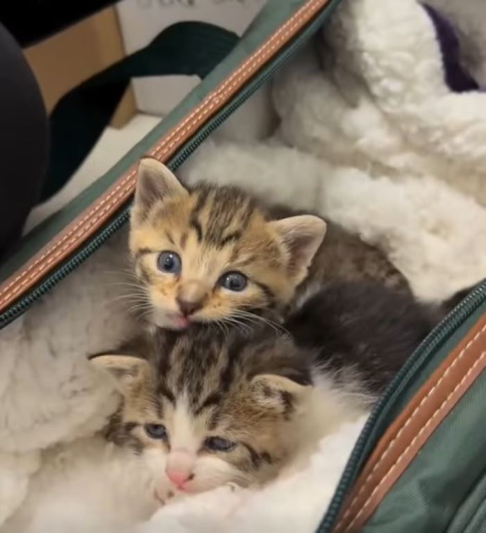 two cute kittens