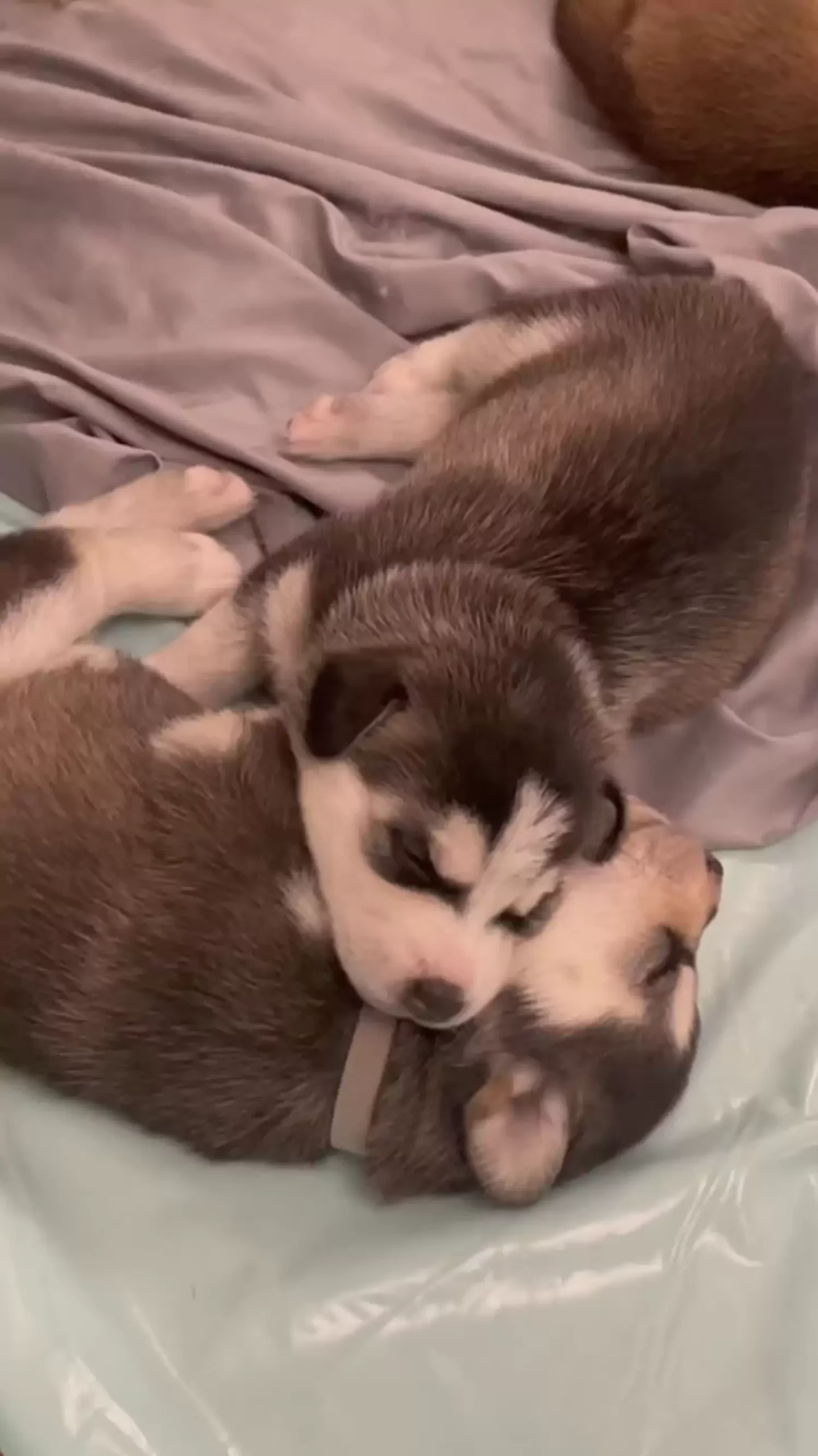 two cute puppies