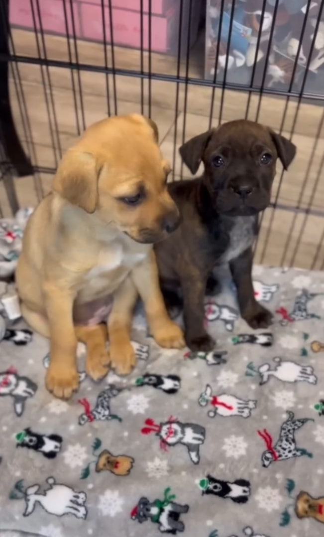 two cute puppies