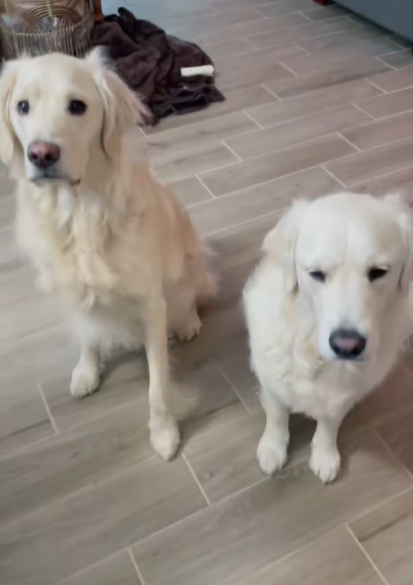 two cute white dogs
