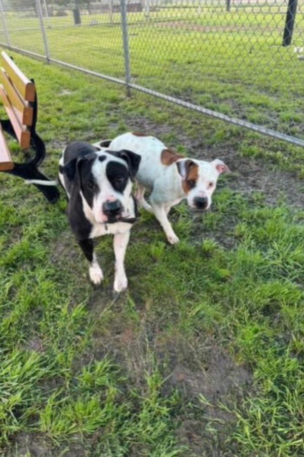 two dogs at park