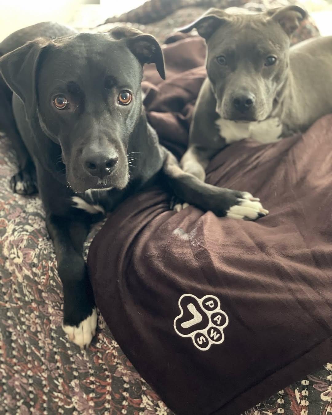 two dogs lying on a blanket