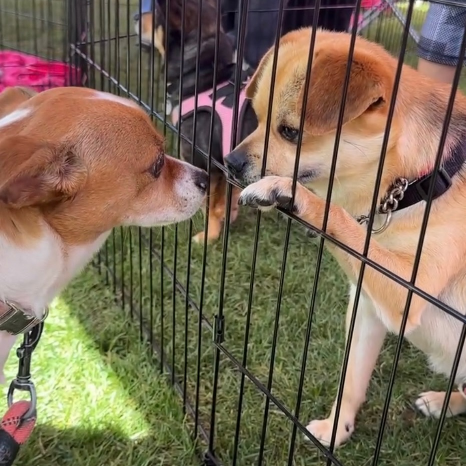 two dogs