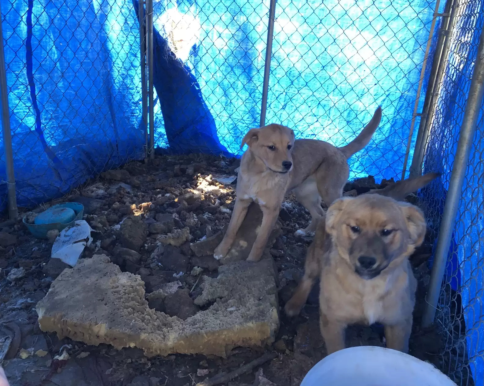 two dogs