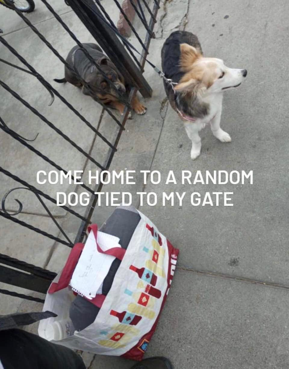 two dogs