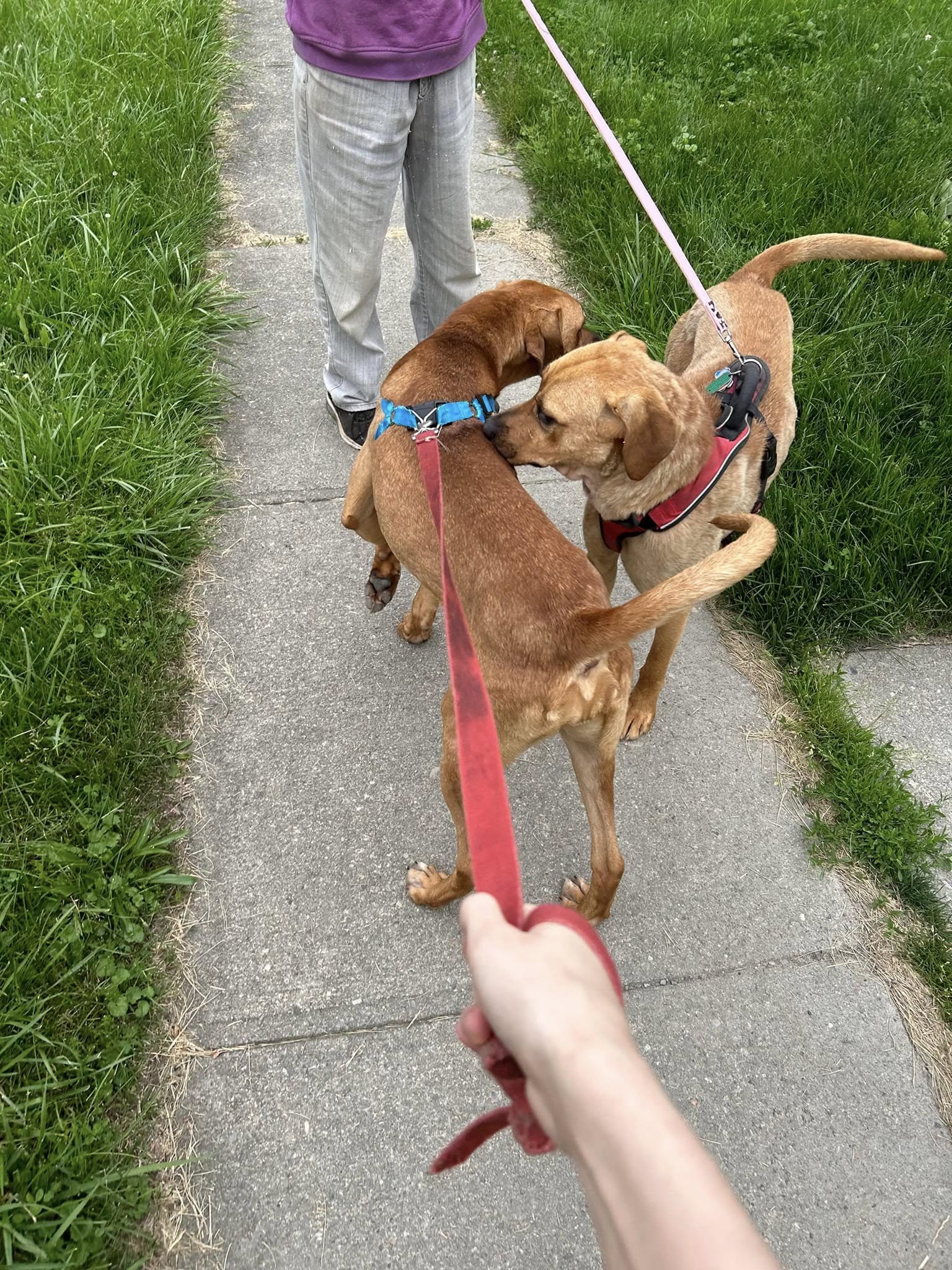 two dogs and two owners