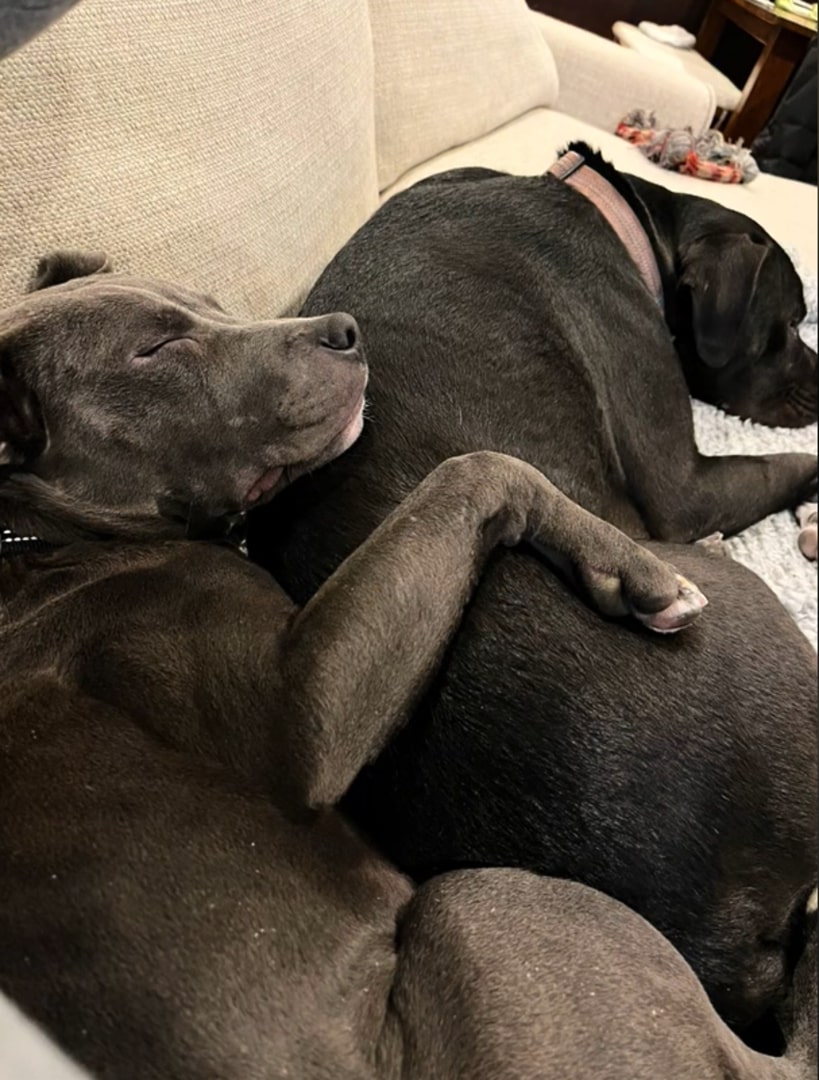 two dogs cuddling