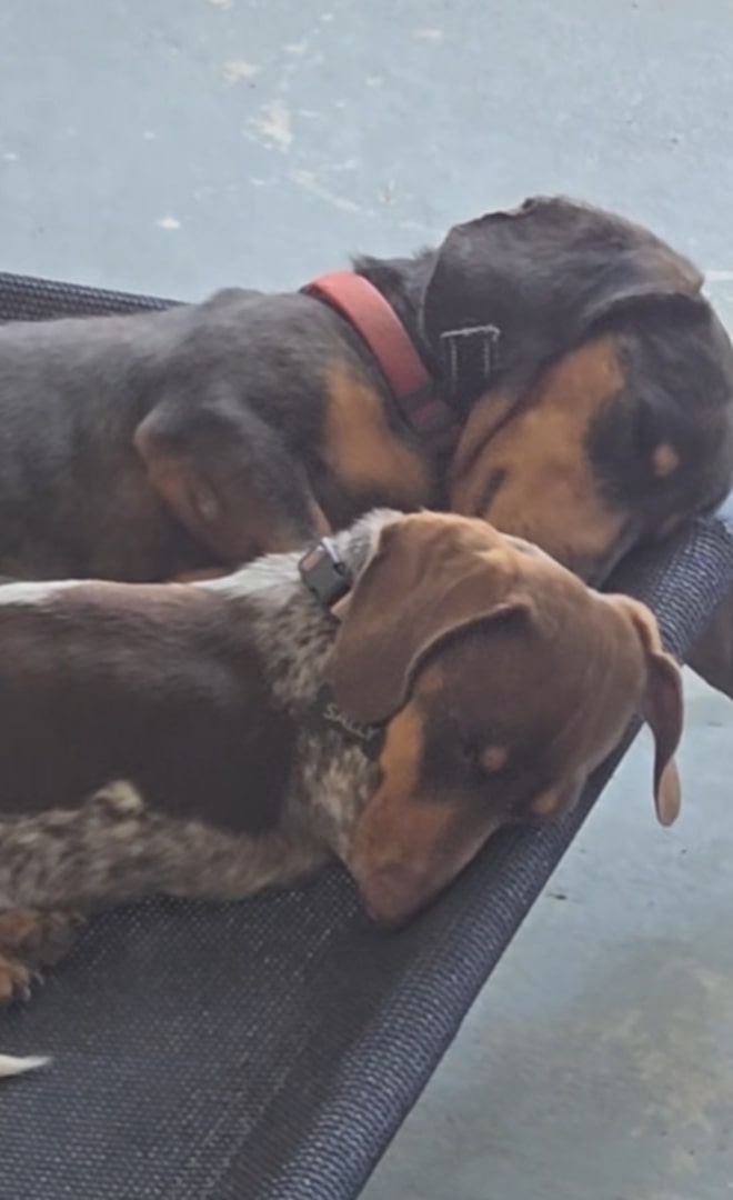 two dogs curled up