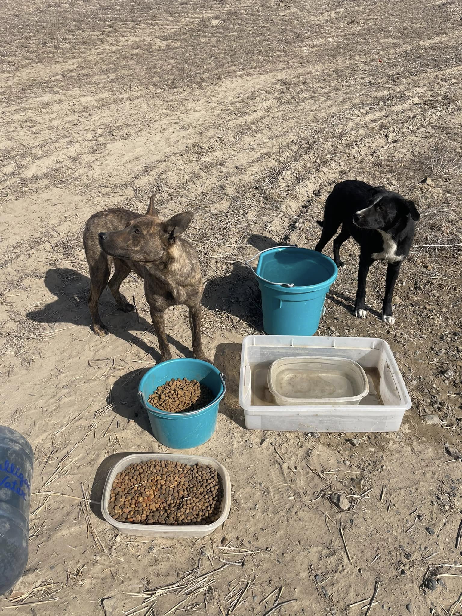 two dogs eating