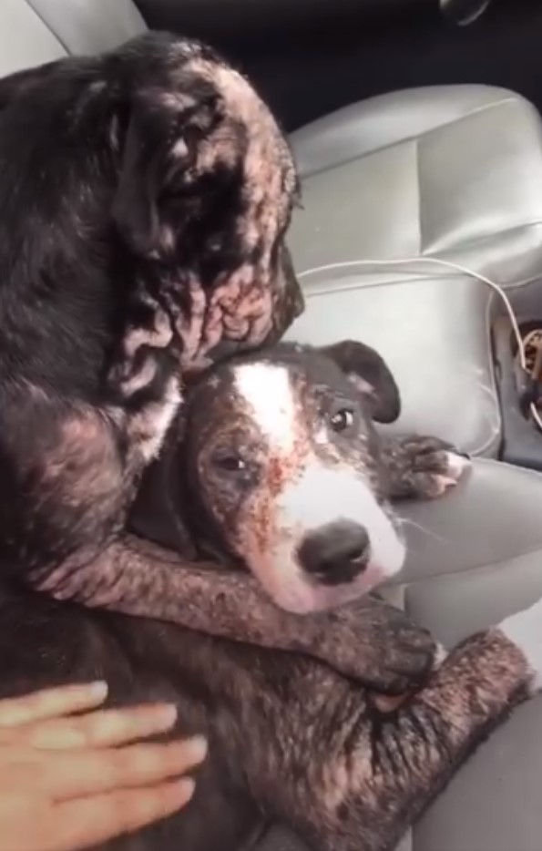 two dogs hugging