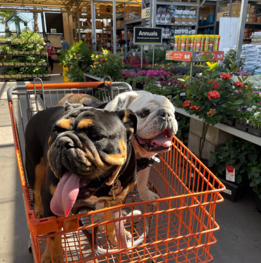 two dogs in cart