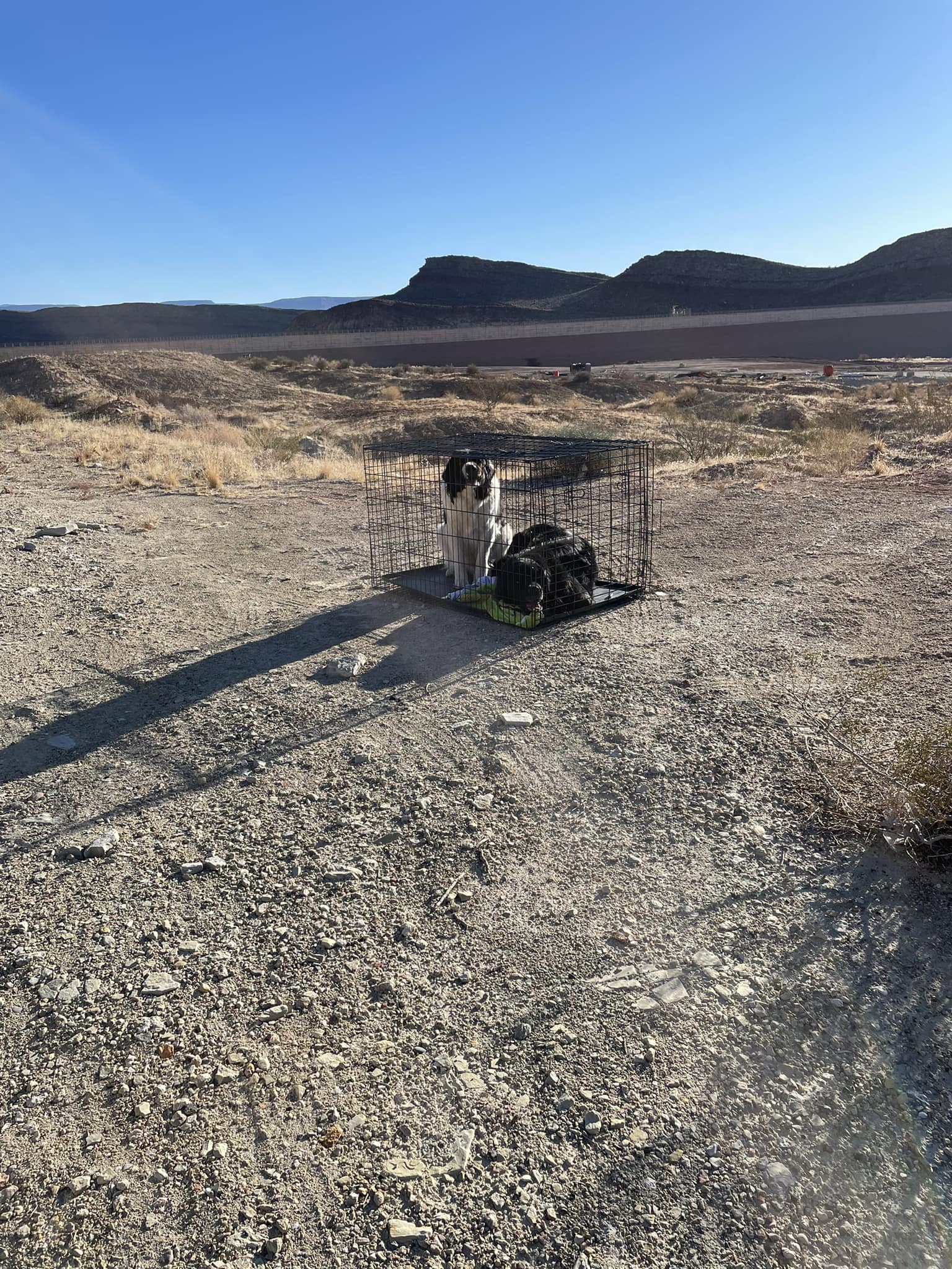 two dogs in crate in desert