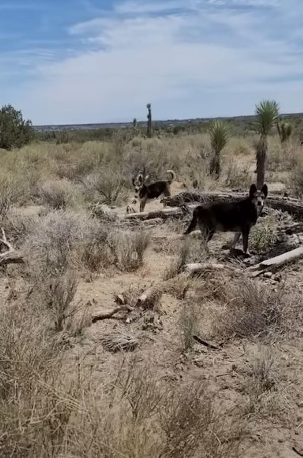 two dogs in desert