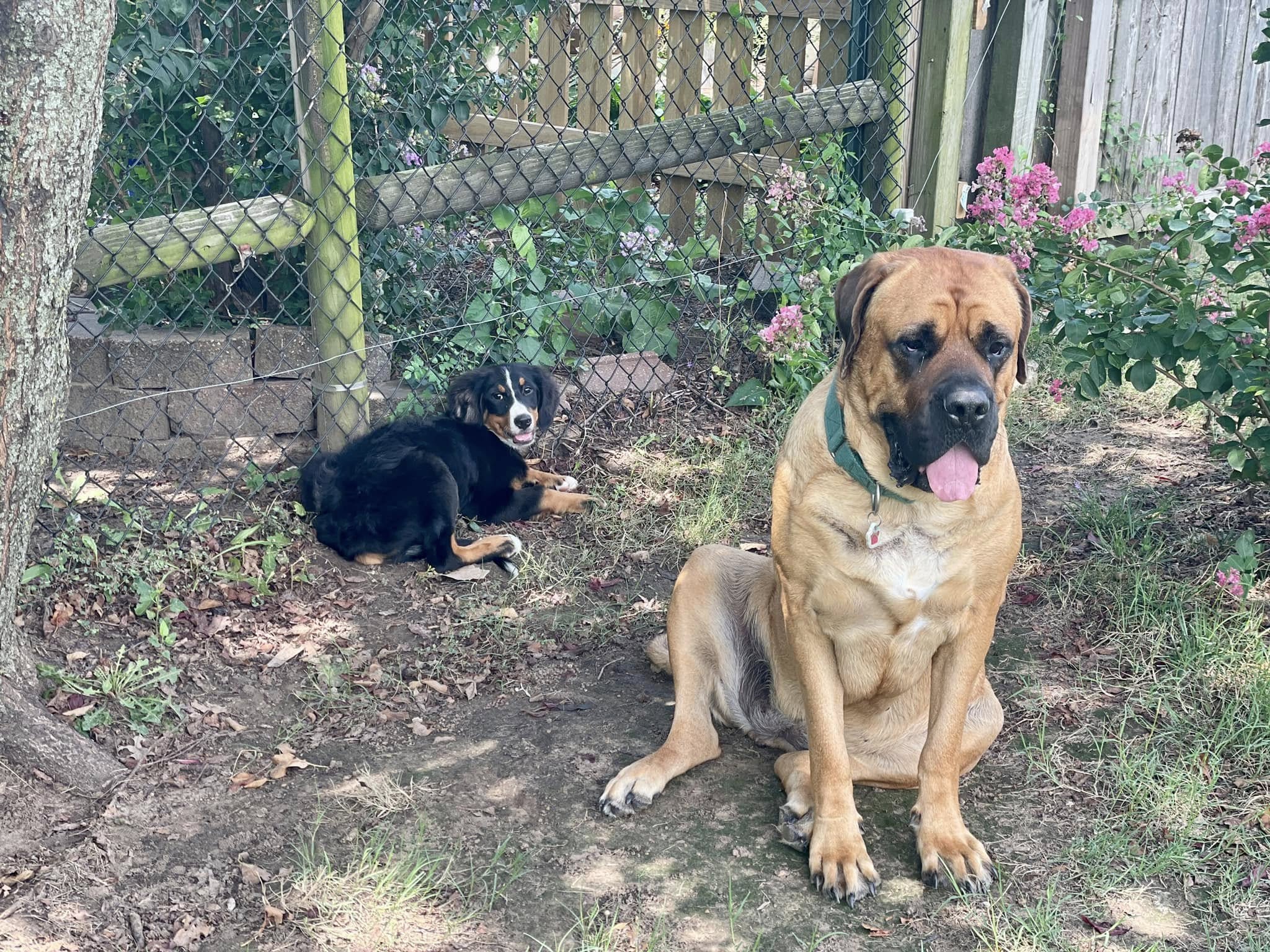 two dogs in garden
