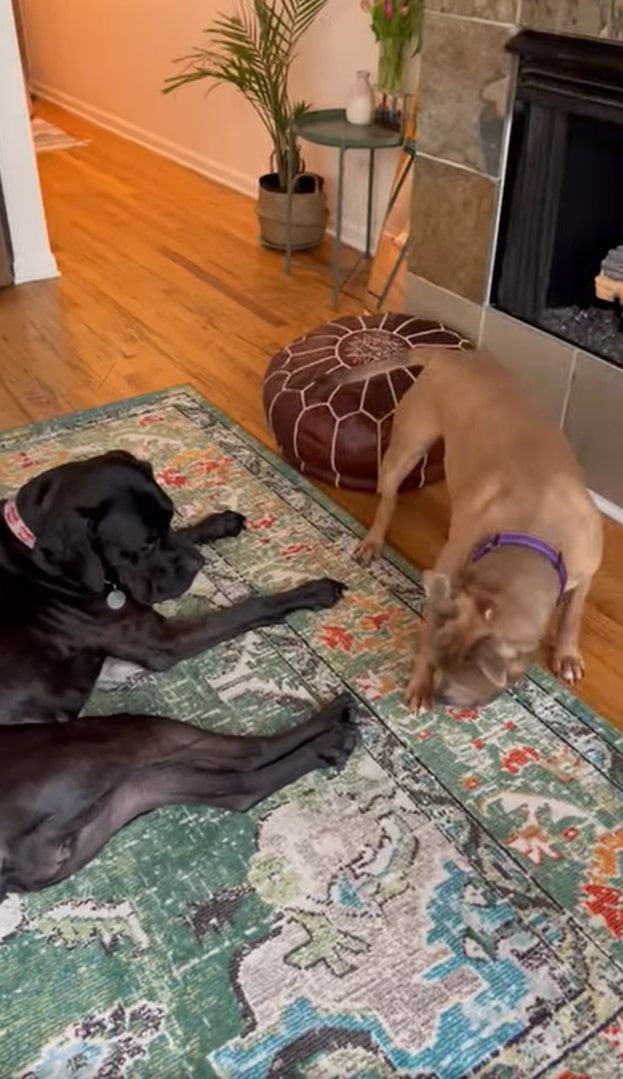 two dogs in house