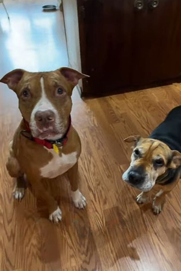two dogs in house
