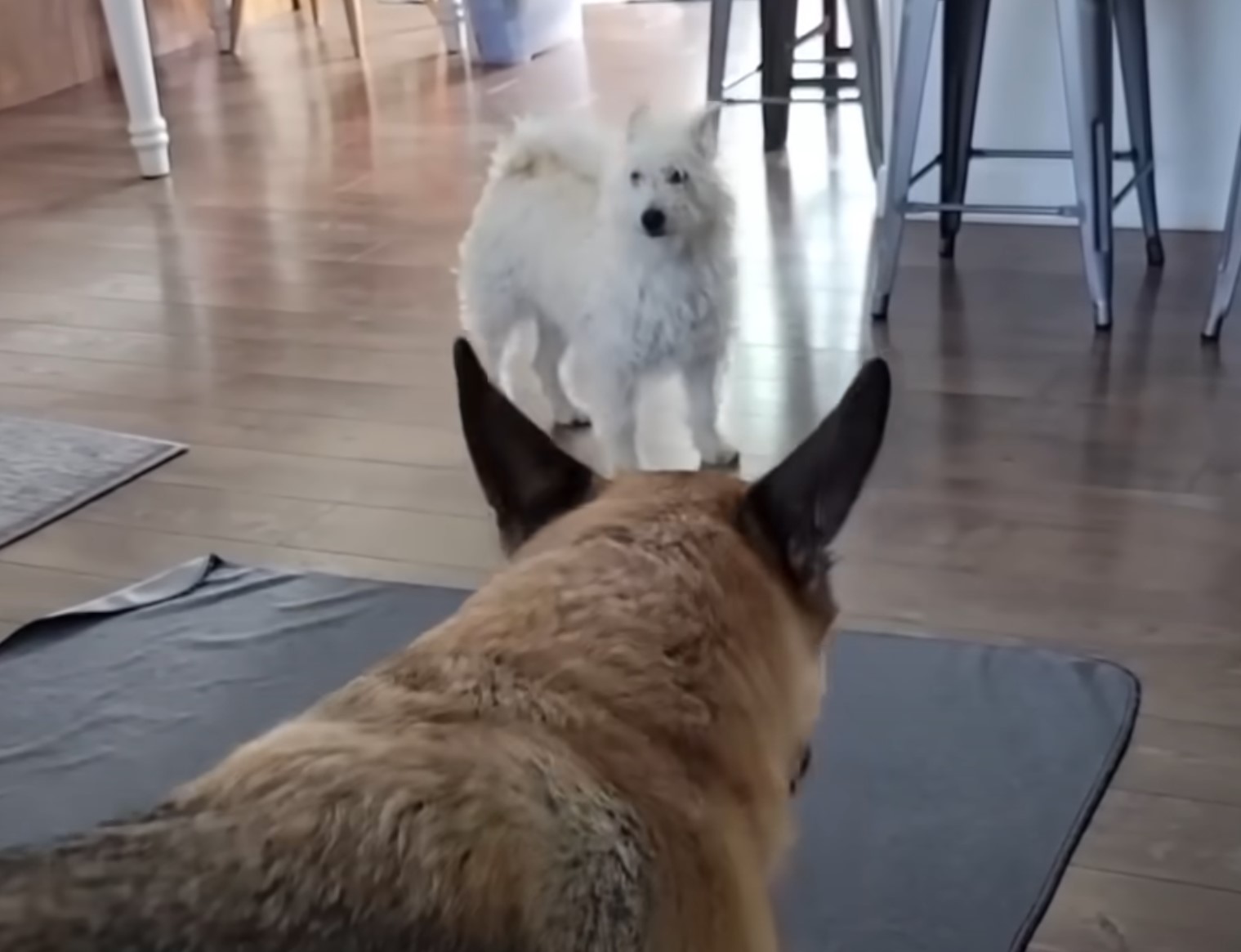 two dogs in house