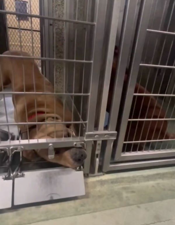 two dogs in shelter