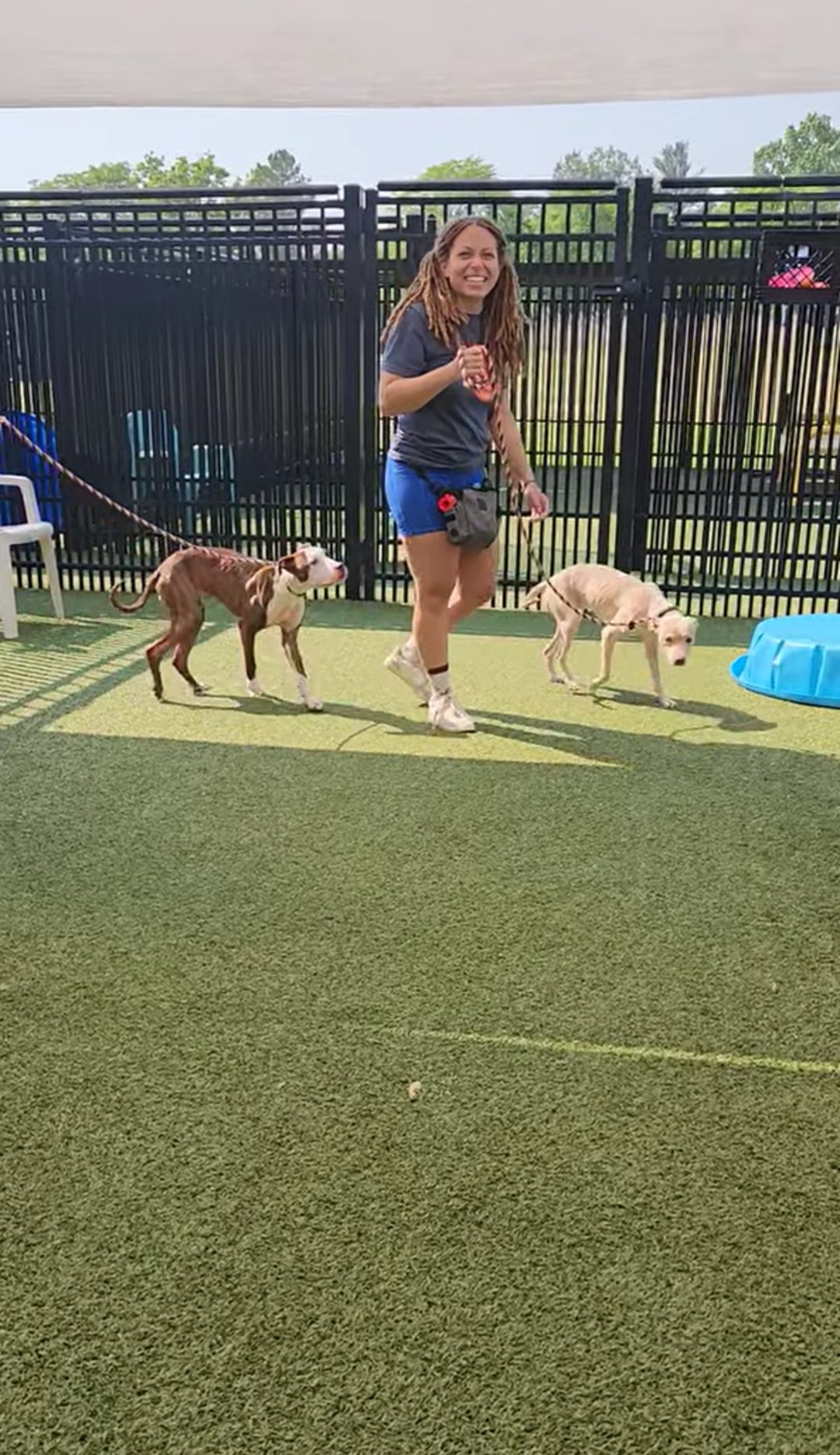 two dogs in shelter