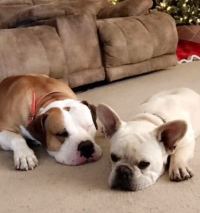 two dogs laying down