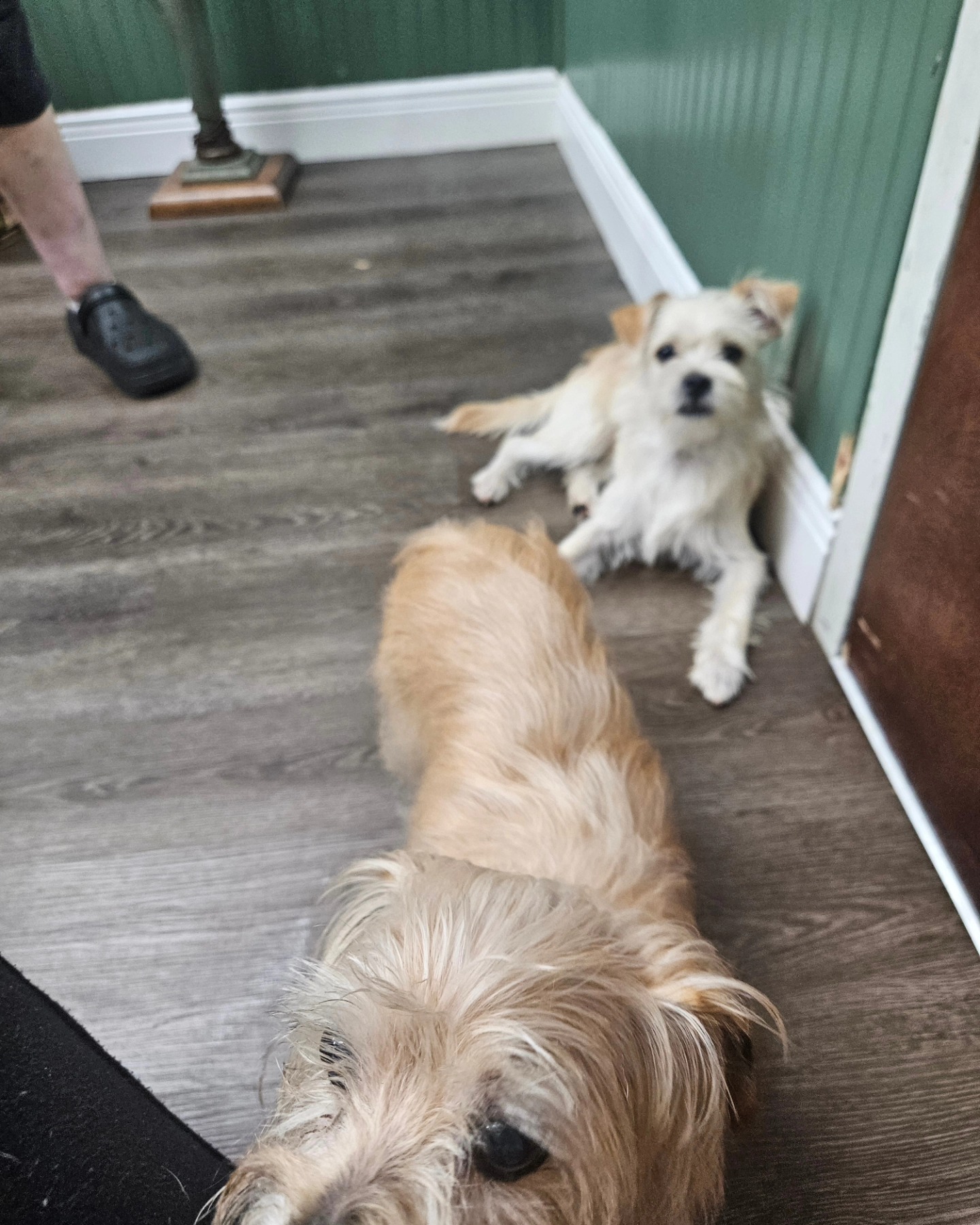 two dogs laying down